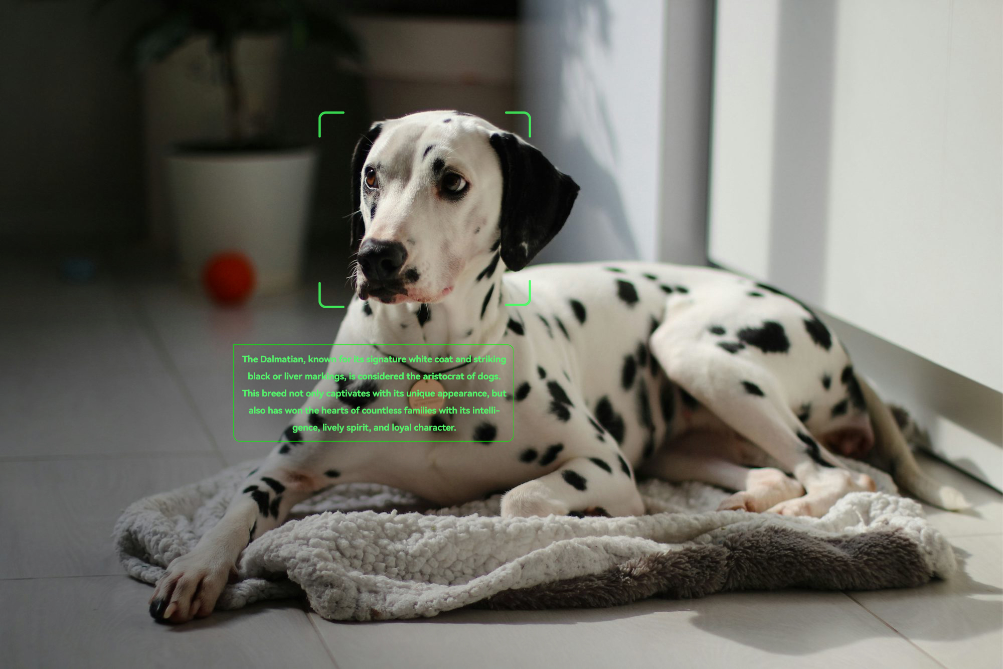 Assistant
